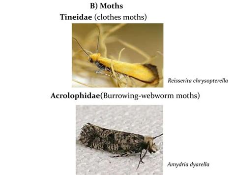 Classification of insects | PPT