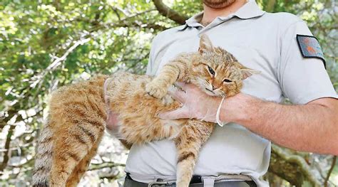 MYSTERIOUS CORSICAN 'CAT-FOX' REVEALED AS UNIQUE SPECIES | Mag Files - MAG THE WEEKLY