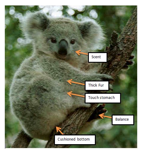 Human Body Parts Diagram Male - Koala Adaptations Diagram Animal Adaptation Assignment | Elecrisric