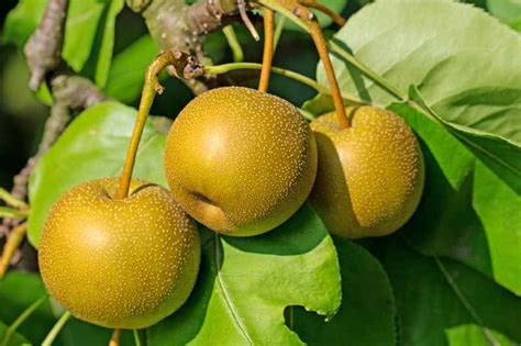 How to Grow and Care for Asian Pear Trees | Gardener's Path