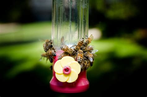 Protecting Hummingbird Feeders | ThriftyFun