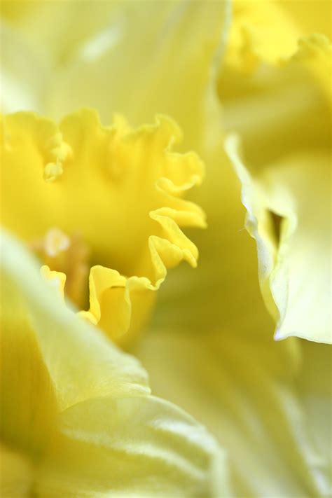 Yellow Daffodil Free Stock Photo - Public Domain Pictures