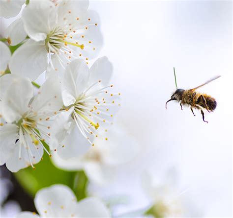 Guide to Apple Tree Pollination - Flowering Groups, Triploids and Self ...