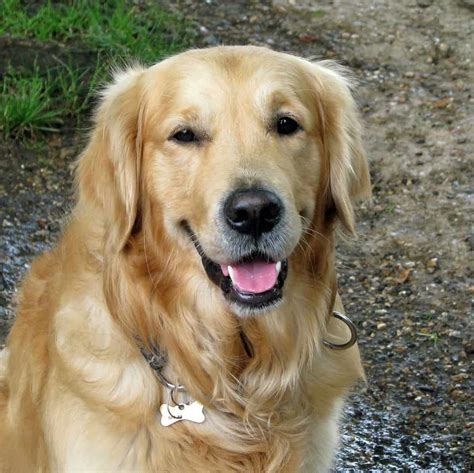 Golden Retriever Rescues In Ohio (Adopt A Golden Retriever Near You ...