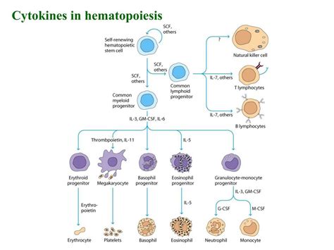 PPT - Interleukins (IL) : cytokines that are secrected by leukocytes and act upon other ...