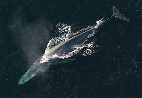 Blue whale - Wikipedia