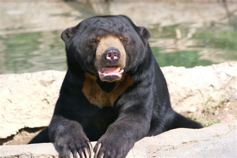 Interesting facts about sun bears and the threats to their populations