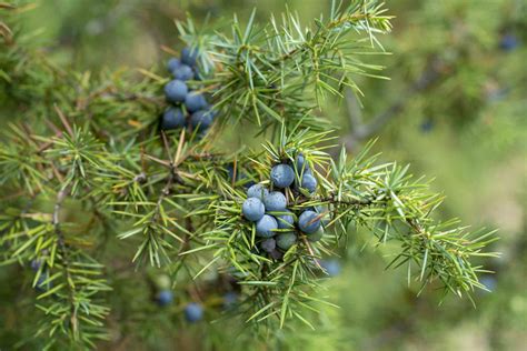 12 Species of Juniper Trees and Shrubs