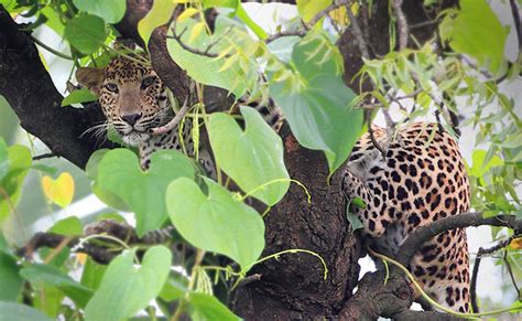 Leopard on a tree | Conservation India