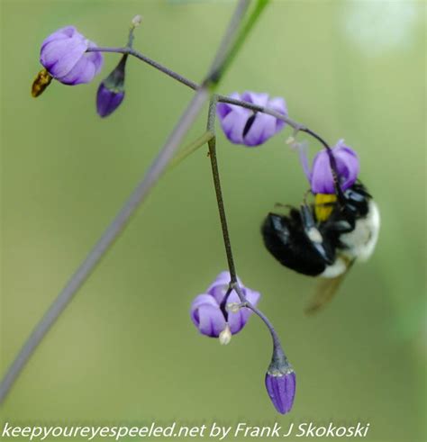 Susquehanna Wetlands insects (4 of 26) - Keep Your Eyes Peeled