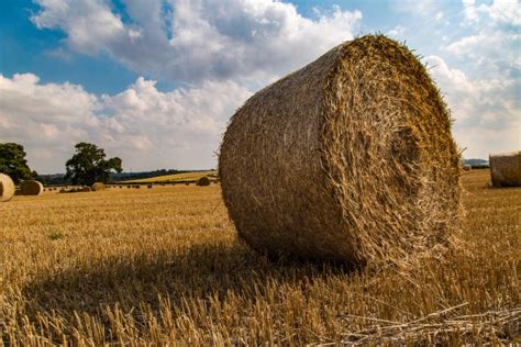 Straw Bales Free Stock Photo - Public Domain Pictures