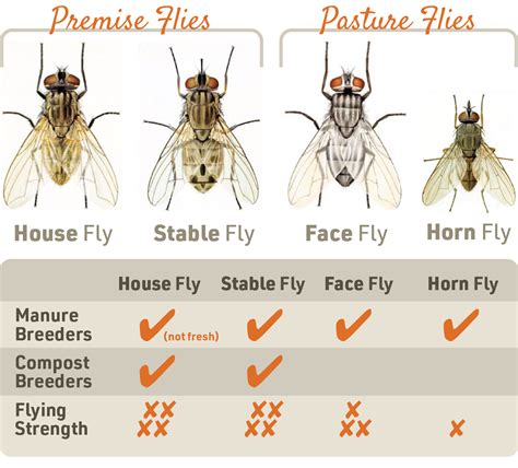 Cattle Fly Control Methods & Strategies | IFA’s Helping to Grow Blog