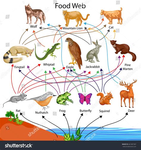 Labled Animal Diagram Food Chain