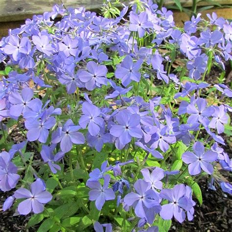 Blue Moon Woodland Phlox | American Meadows