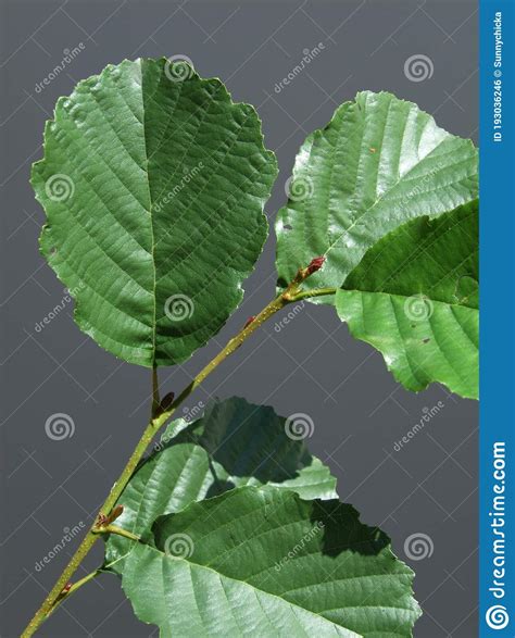 Common Alder Black European Tree Deciduous Forestry Stock Photo - Image ...