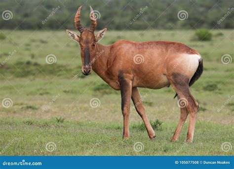 Red Hartebeest Antelope with Large Horns Stock Photo - Image of ...