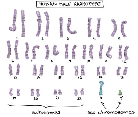 Multiple Choice Questions On Chromosomes Pdf