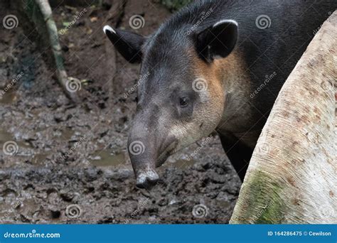 Baird`s Tapir stock image. Image of mammal, south, armadillo - 164286475