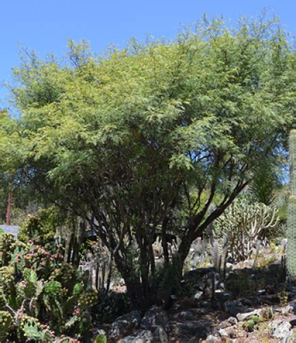 Chilean Mesquite | Drought Tolerant Trees | San Diego