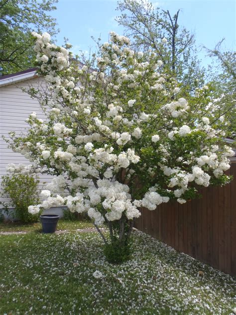 Viburnum macrocephalum (Chinese Snowball Tree, Chinese Snowball ...