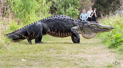 Giant alligator caught on camera is a real deal