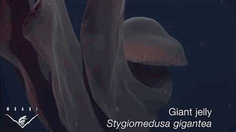 Stygiomedusa gigantea is a species of giant deep sea jellyfish. With only 115 sightings in the ...