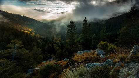 Areal Photography Of Forest Covered With Mist Under Cloudy Sky During Morning Time 4K HD Nature ...