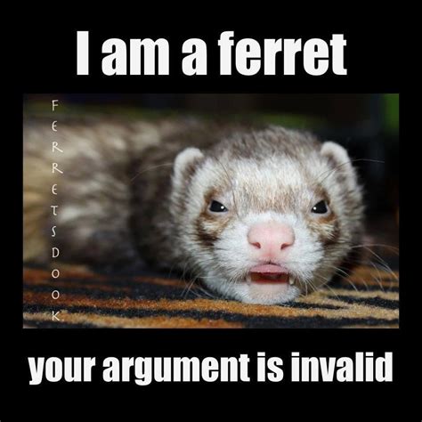 Funny Ferret Quotes - ShortQuotes.cc