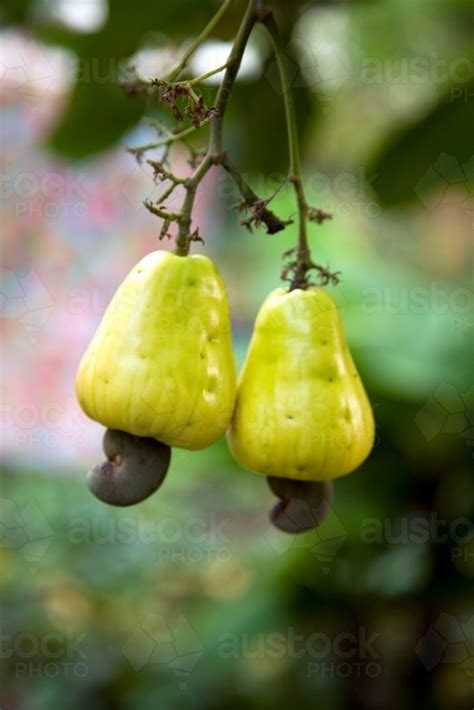 Image of Cashews growing on a cashew tree - Austockphoto