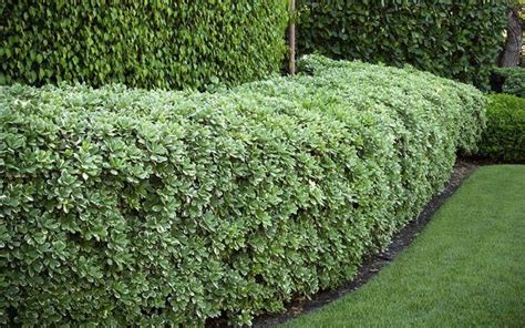 Evergreen Hedge for Lush Garden