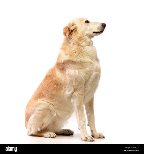 Studio shot of an adorable mixed breed dog sitting on white background ...