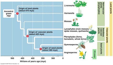 The Evolution of Plants - Antranik.org