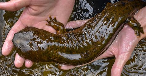 Hellbenders or high-water: conserving local salamander population ...