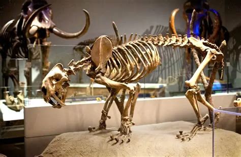 Saber Tooth Tiger - Description, Habitat, Image, Diet, and Interesting Facts