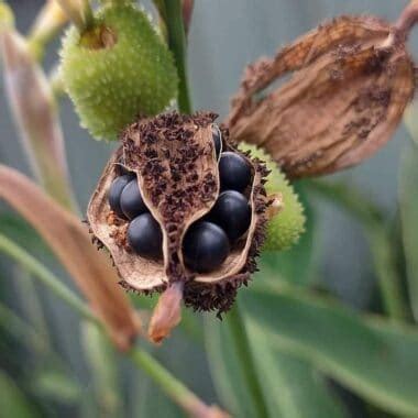 Canna Lily Seeds: Harvesting & Propagating Guide - Plants Craze