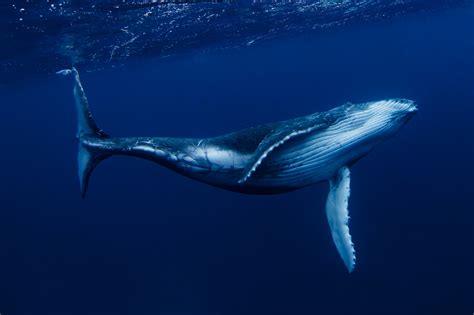 Humpback whale swimming Underwater, Tonga, South Pacific – Fubiz Media