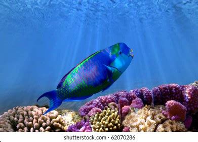 Parrotfish On Coral Reef Red Sea Stock Photo 62070286 | Shutterstock