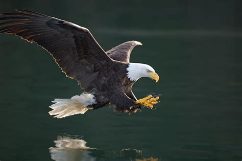 Bald Eagle Catching Fish Photograph by John Hyde