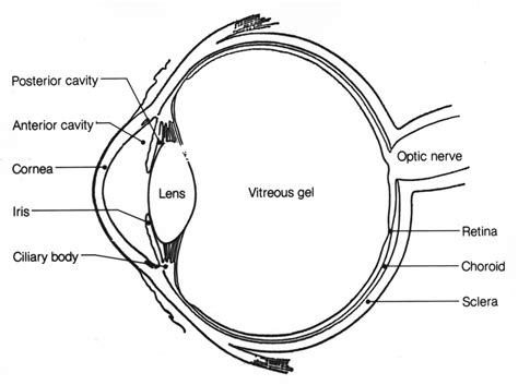 Anatomy of the Eye: Human Eye Anatomy | Owlcation