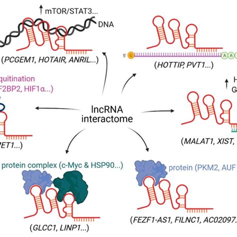 Schematic representation of a long non-coding RNA (lncRNA) interactome.... | Download Scientific ...