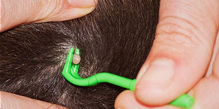 How to Remove a Tick from Your Dog – American Kennel Club