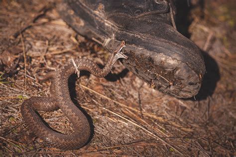 Can a Rattlesnake Bite Through Leather Boots? (How to know)