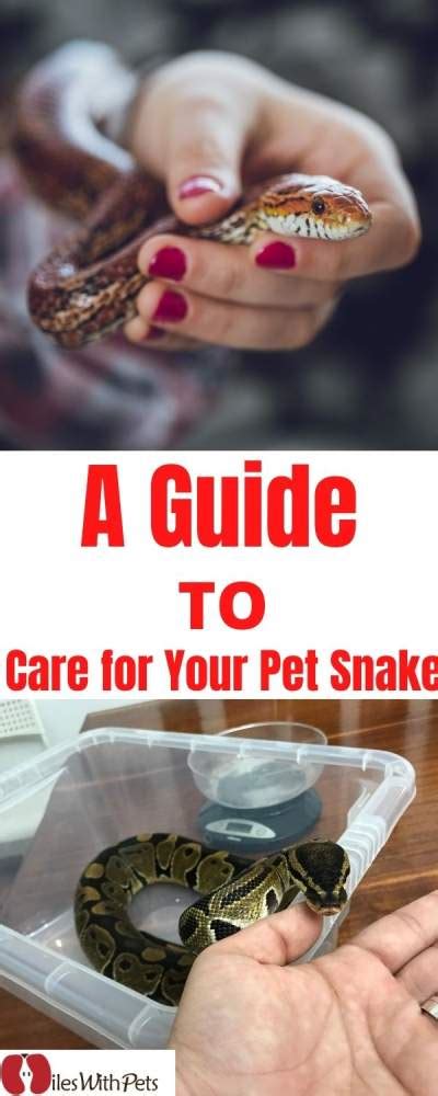 A Guide to Care for your Pet Snake - Miles with Pets