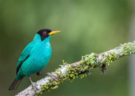 A fine selection pictures of Passerine birds Costa Rica - Aratinga Tours