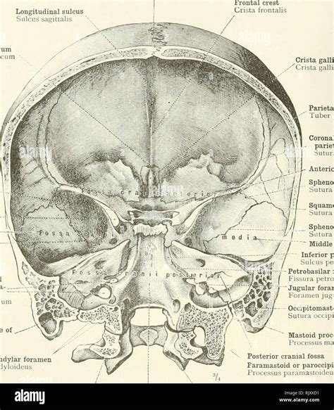 Jugular foramen hi-res stock photography and images - Alamy