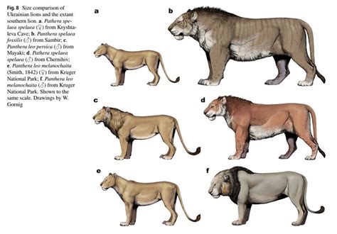 Cave Lion Size Comparison