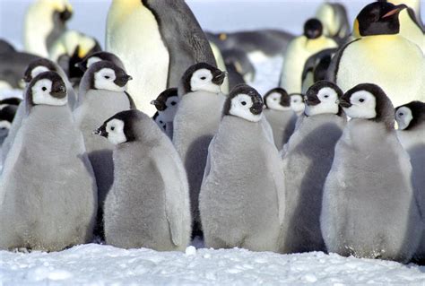 baby penguins - Baby Penguins Photo (34256951) - Fanpop