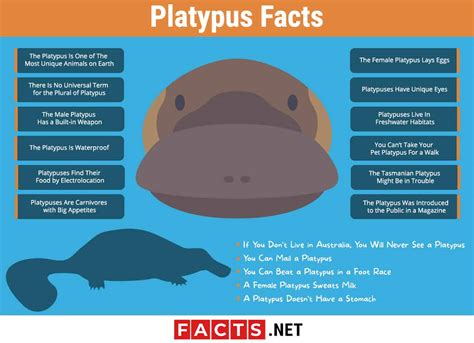 Platypus Facts And Pictures