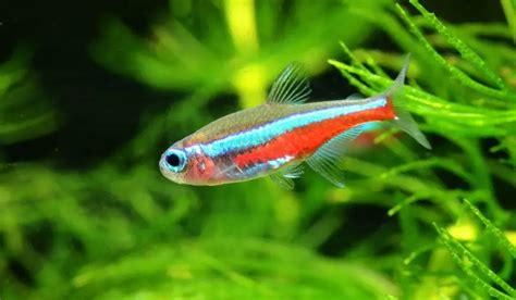 Green Neon Tetras: Habitat, Behavior, & Aquarium Care Guide