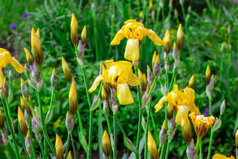 Light Yellow Blooming Irises Xiphium Bulbous Iris, Sibirica Flowers on Green Leaves Ang Grass ...